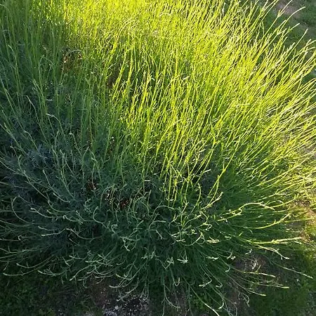 Apartament Apartmans Nadin Umag